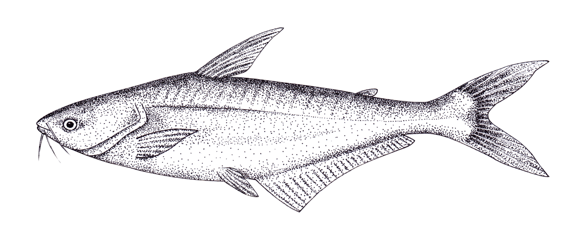 Pangasius hypophthalmus.png